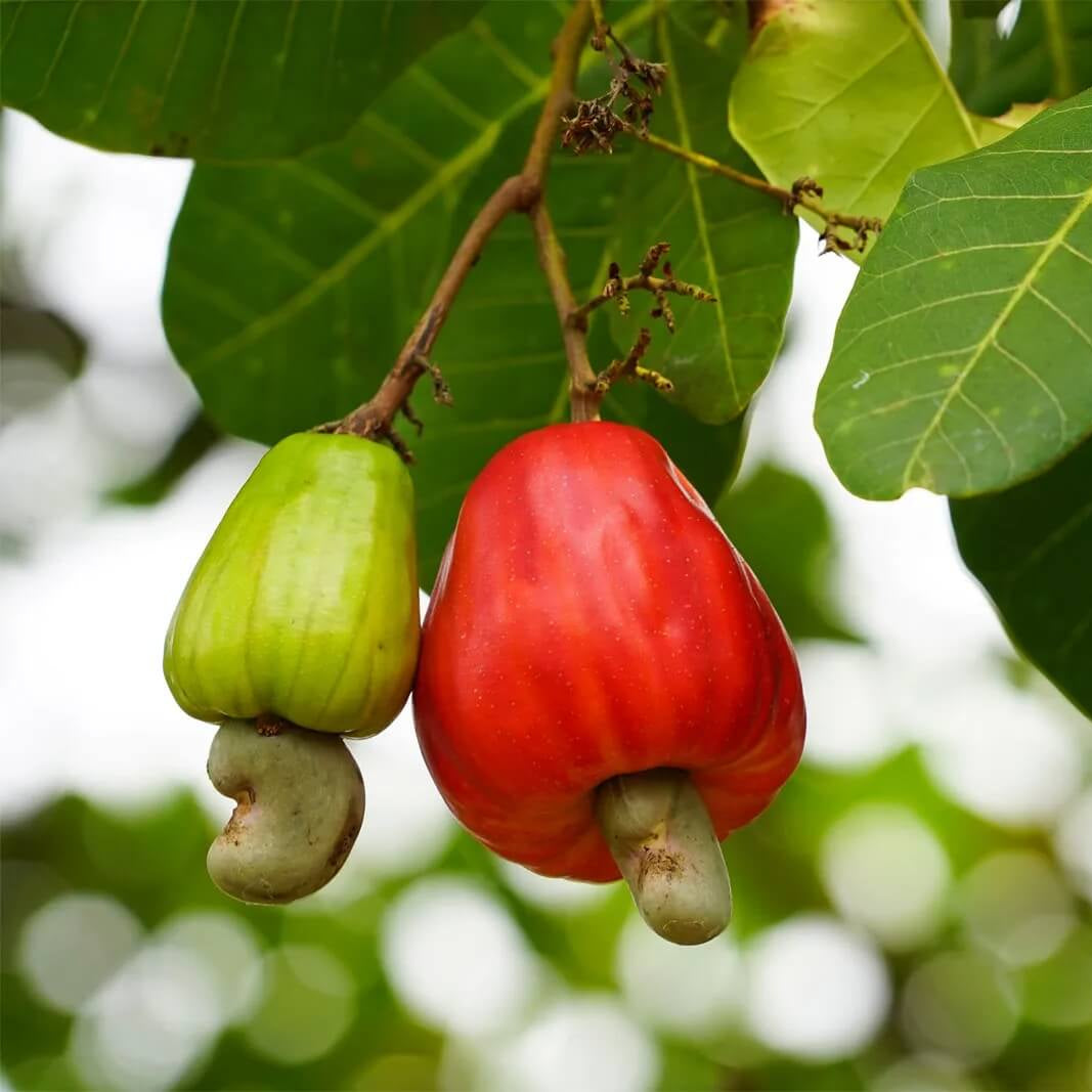 Cashew Apple Seeds