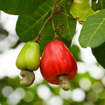 Cashew Apple Seeds