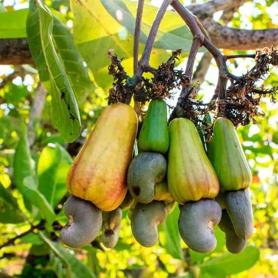 Cashew Apple Seeds
