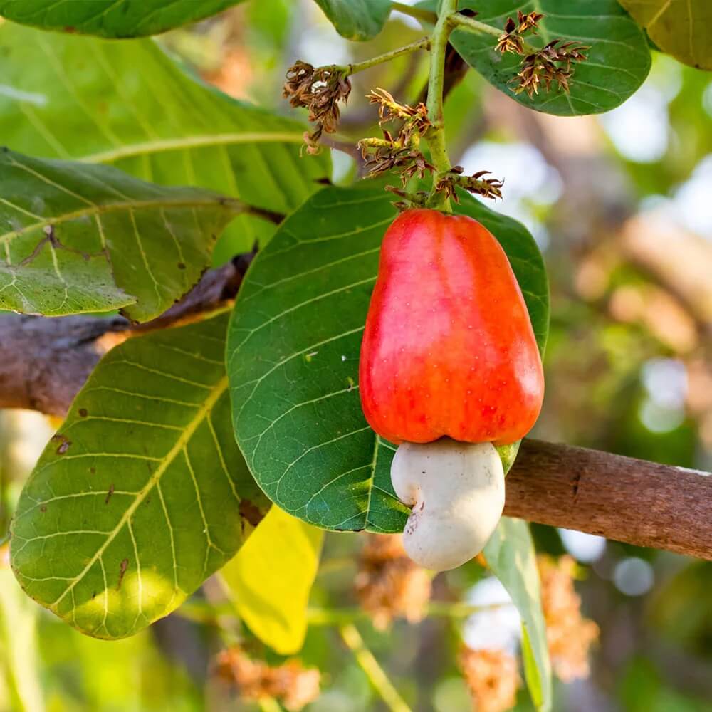 Cashew Seeds - Fruit Plant for Home Gardens