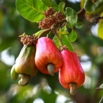 Cashew Seeds - Fruit Plant for Home Gardens