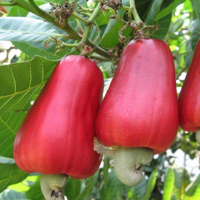 Cashew Seeds - Fruit Plant for Home Gardens
