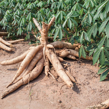 Cassava Seeds
