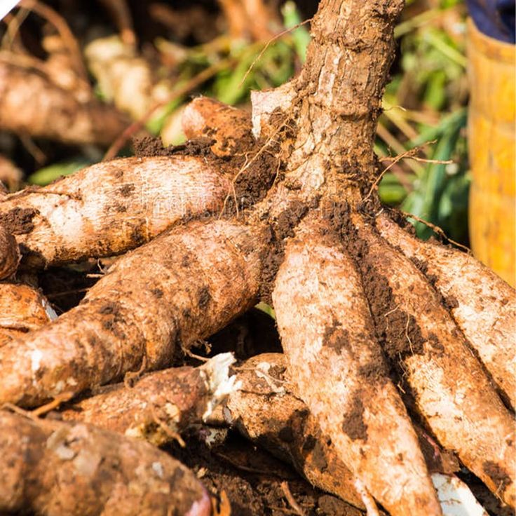 Cassava Seeds
