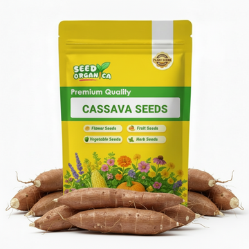 Cassava Seeds