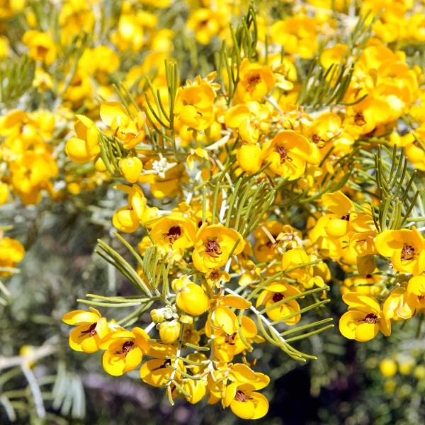 Cassia Seeds - Silver
