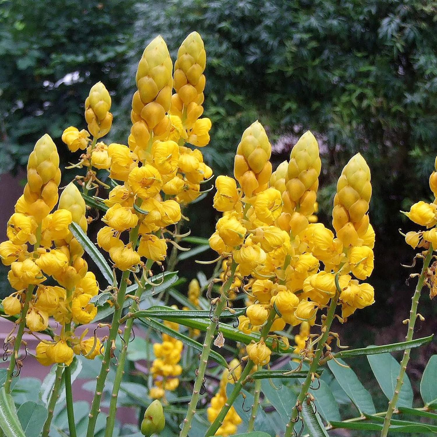 Cassia Seeds – Alata
