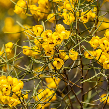 Cassia Seeds – Feathery
