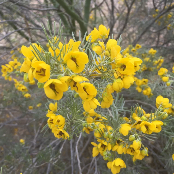 Cassia Seeds – Feathery
