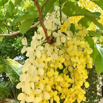 Cassia Fistula Seeds - Flower Plant