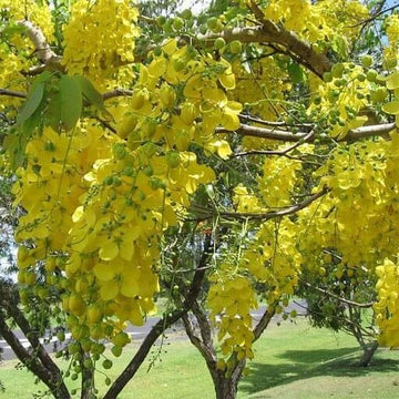 Cassia Fistula Seeds - Flower Plant