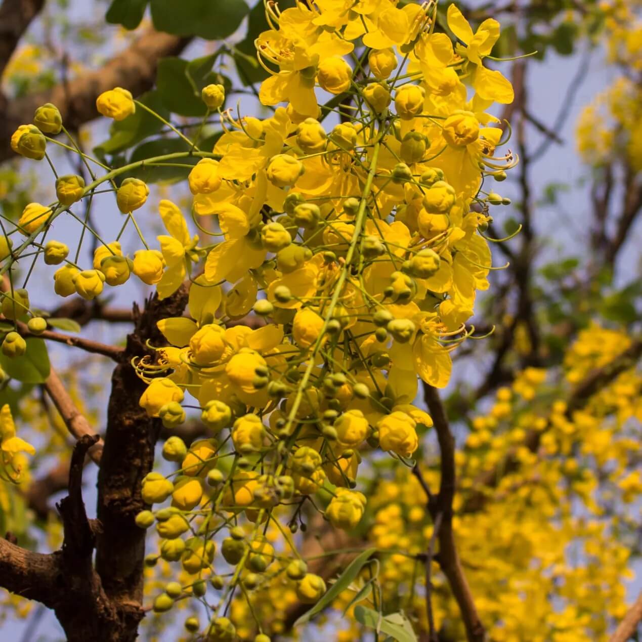 Cassia Fistula Seeds - Flower Plant