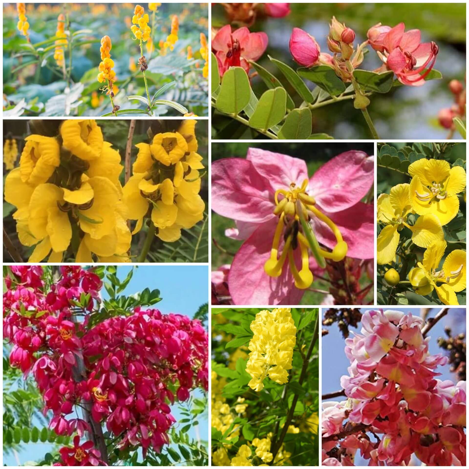 Cassia Seeds - All In One For Home Gardens