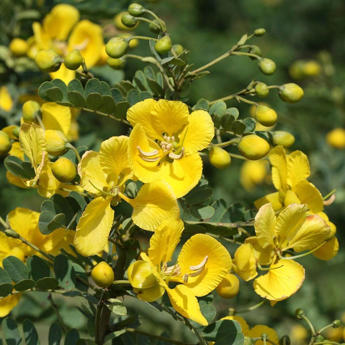 Cassia Seeds - All In One For Home Gardens