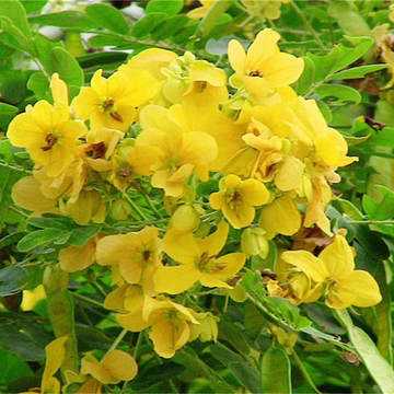 Cassia Seeds - Silver
