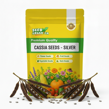 Cassia Seeds - Silver