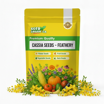 Cassia Seeds – Feathery