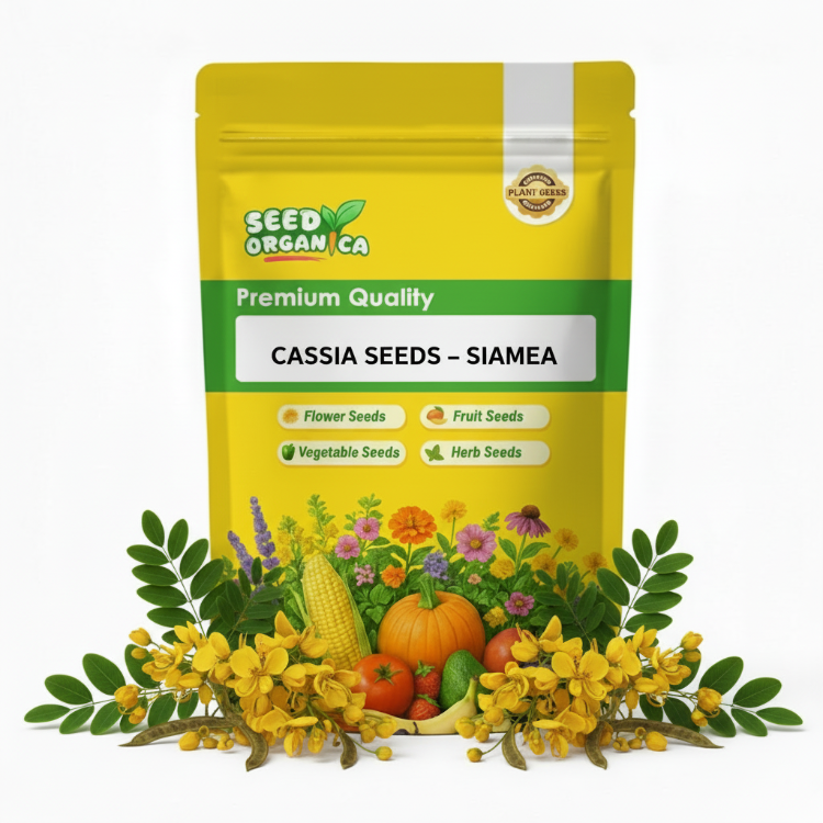 Cassia Seeds – Siamea