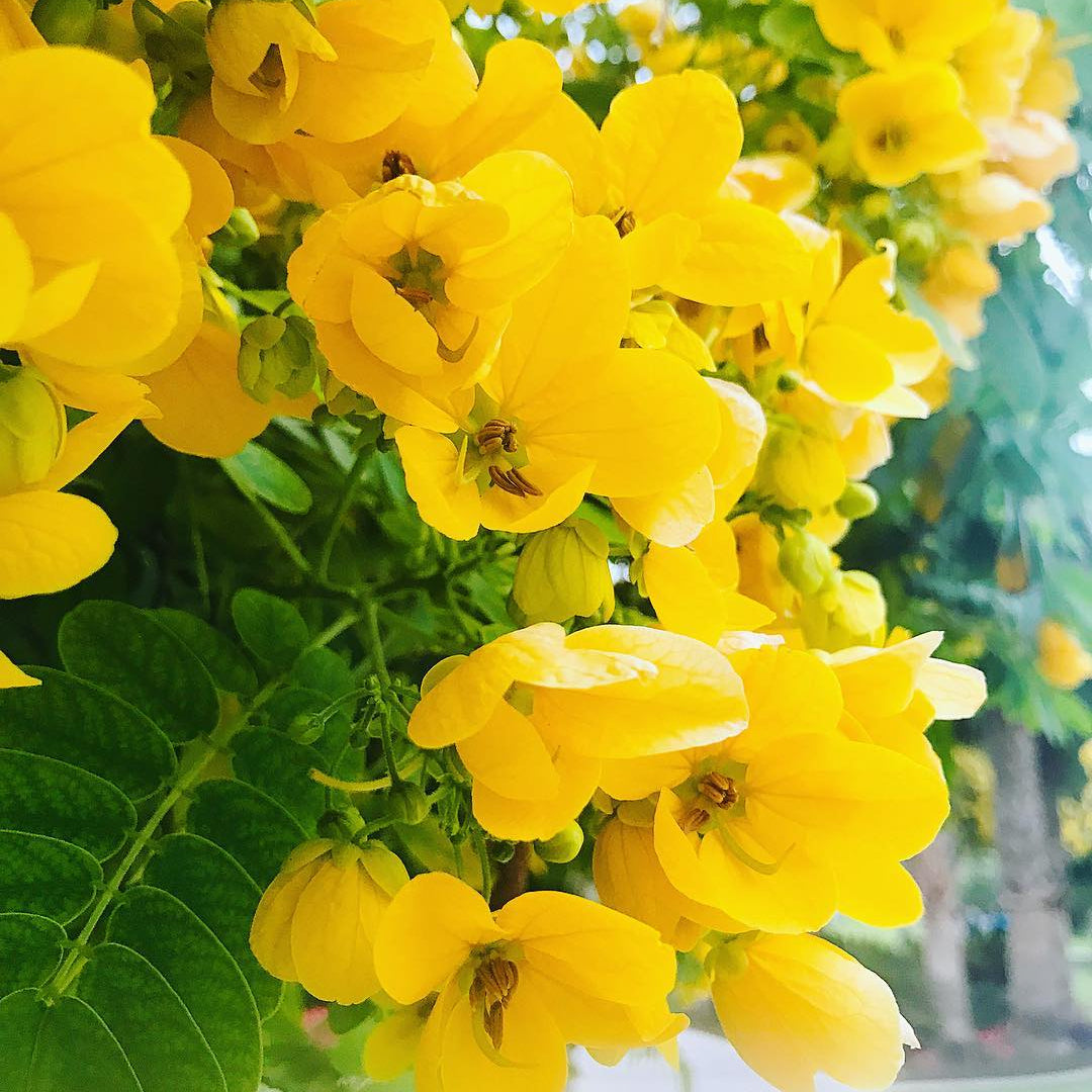 Cassia Seeds – Siamea
