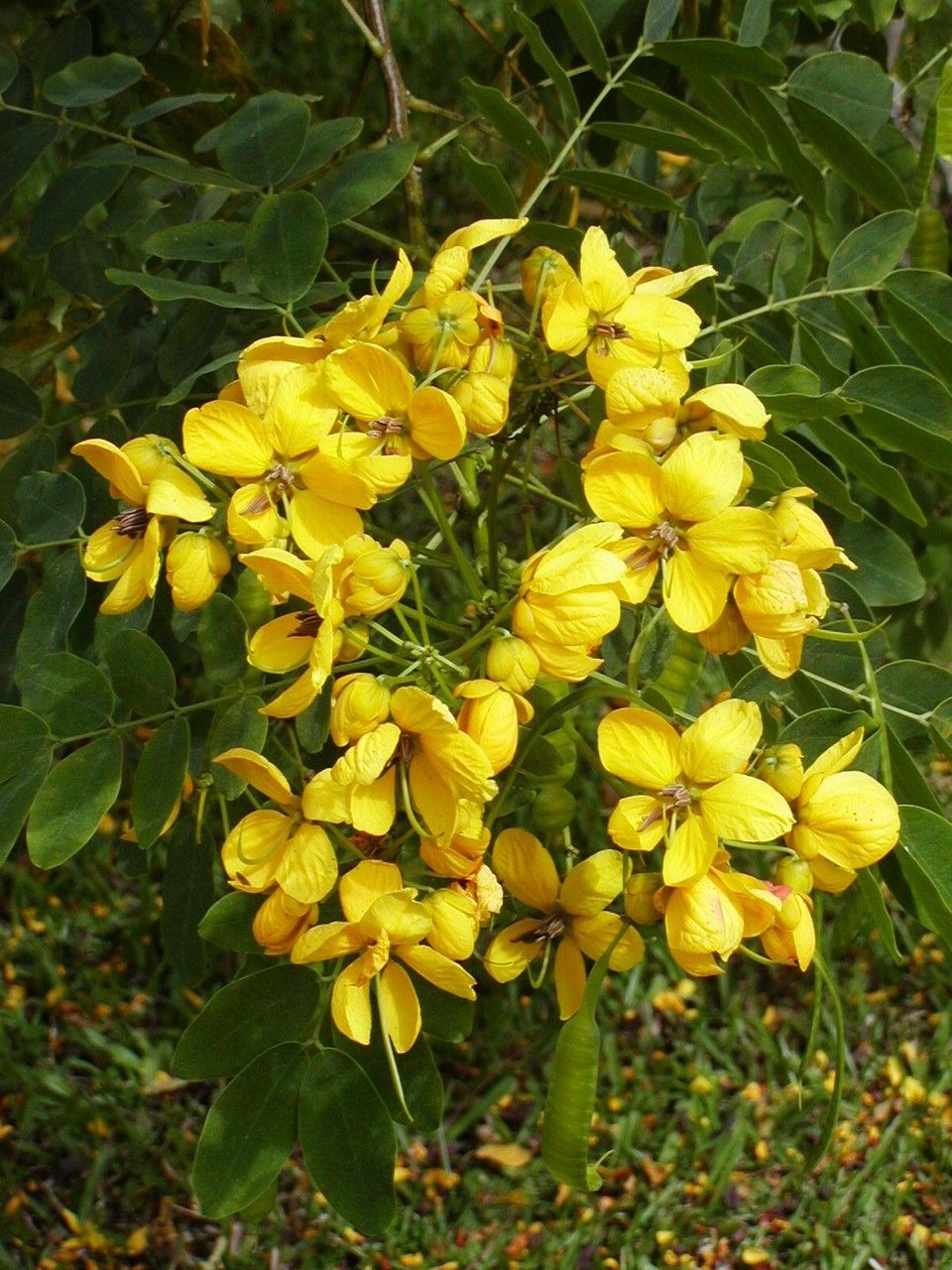 Cassia Seeds – Siamea
