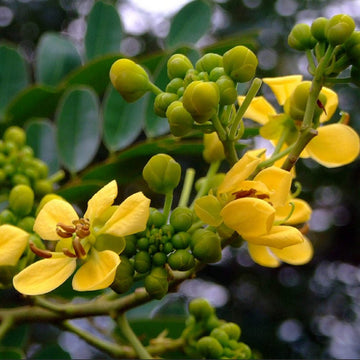 Cassia Siamea Seeds – Tropical
