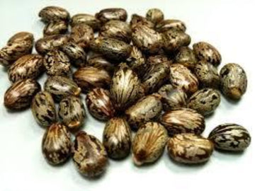 Castor Bean Seeds
