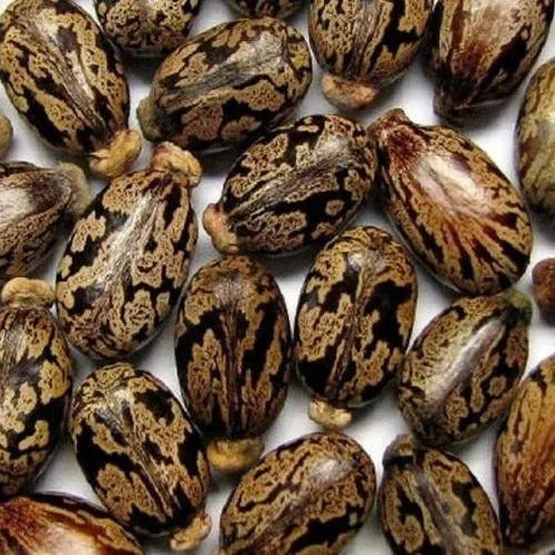 Castor Bean Seeds
