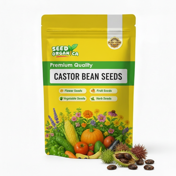Castor Bean Seeds