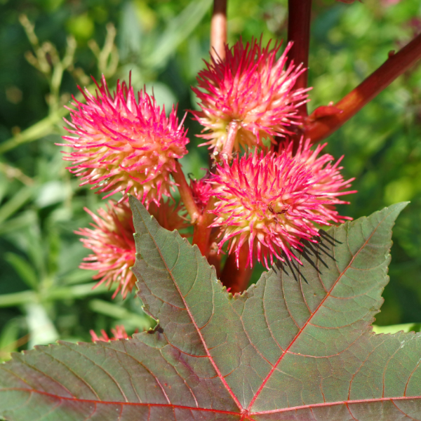 Castor Bean Seeds – Palma Christi
