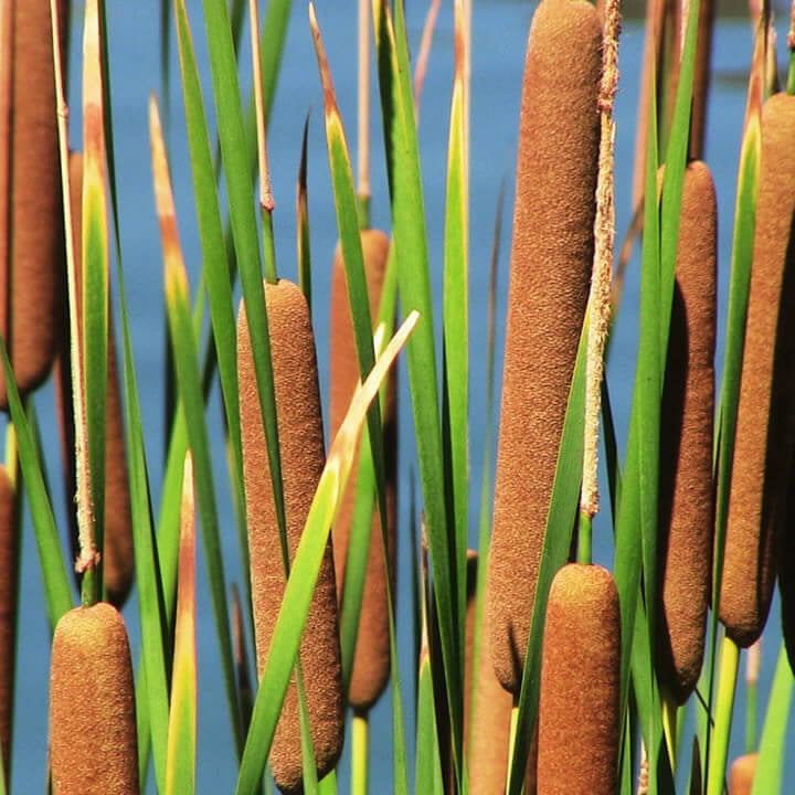 Cat Tails Seeds - Flower Plant