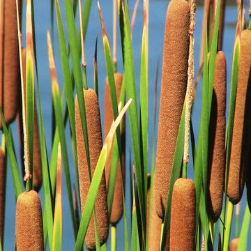 Cat Tails Seeds - Flower Plant