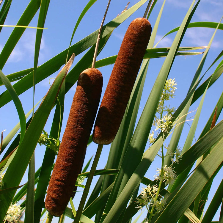 Cat Tails Seeds - Flower Plant