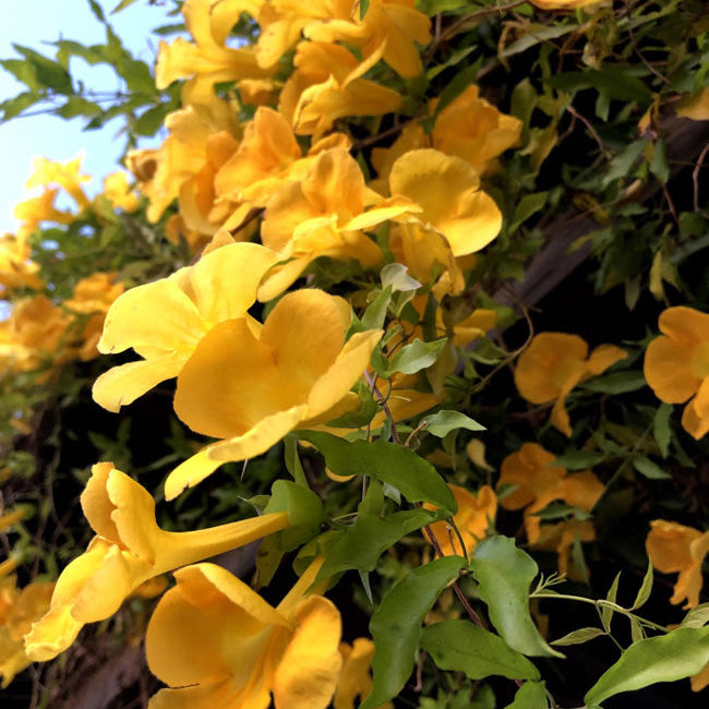 Cat’s Claw Creeper Seeds - flower Plant