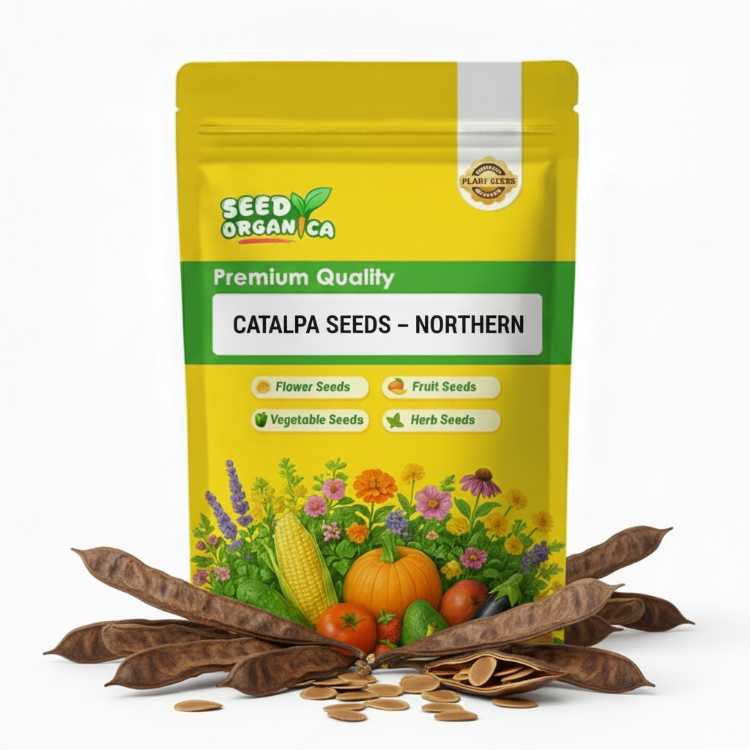 Catalpa Seeds – Northern