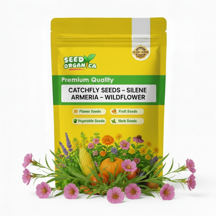 Catchfly Seeds – Silene armeria –Wildflower