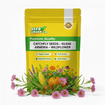 Catchfly Seeds – Silene armeria –Wildflower