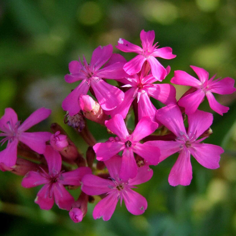 Catchfly Seeds – Silene armeria –Wildflower