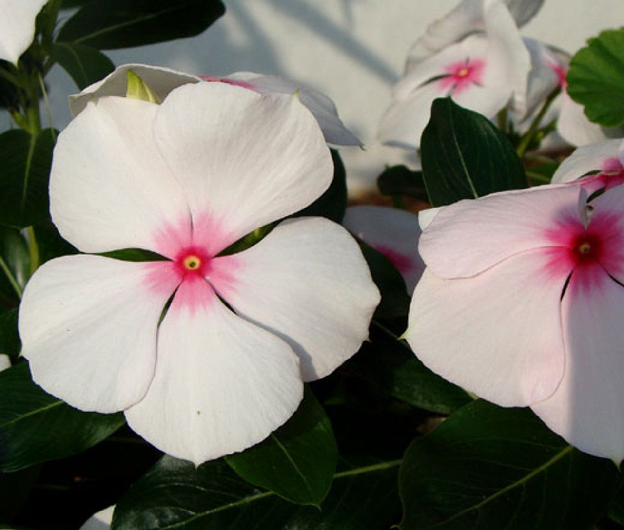 Catharanthus Roseus Seeds – Madagascar Periwinkle
