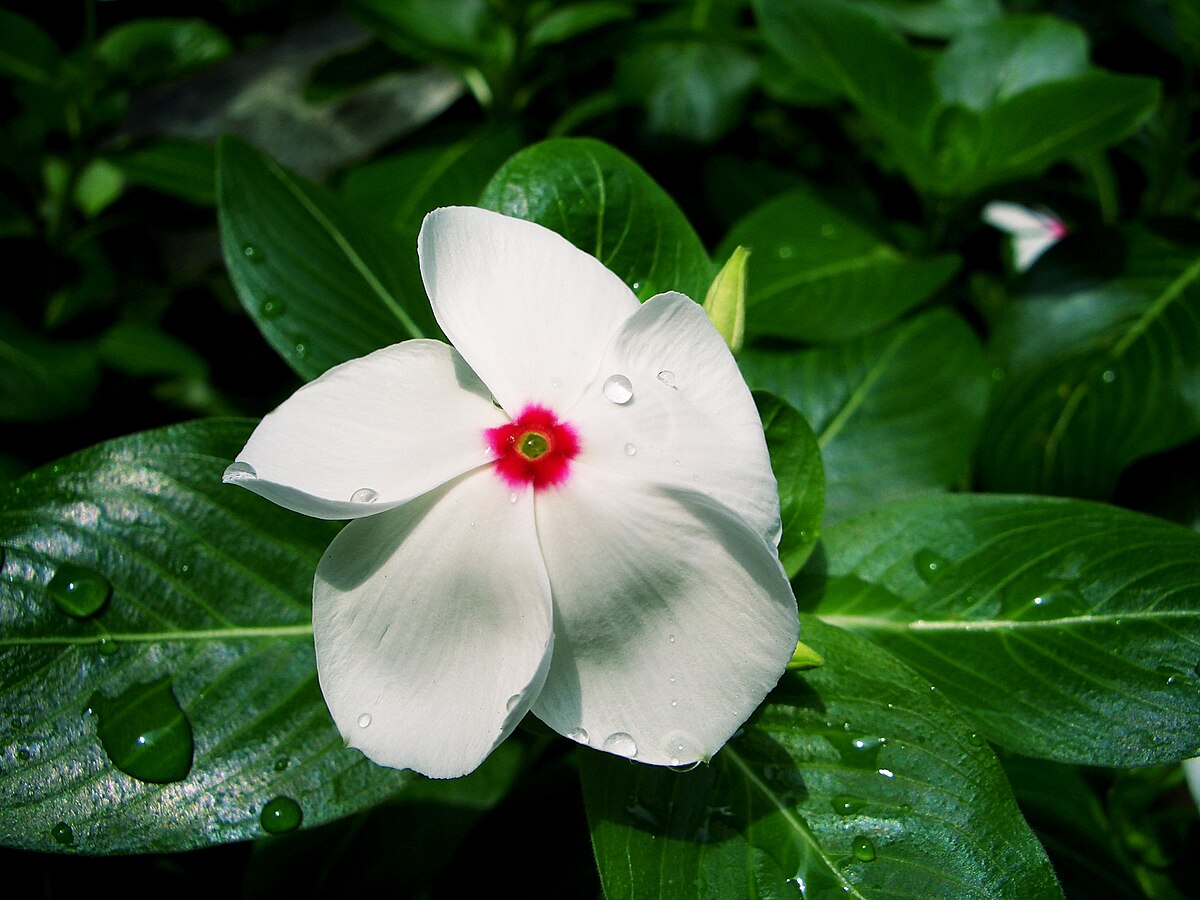 Catharanthus Roseus Seeds – Madagascar Periwinkle
