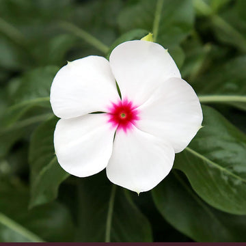 Catharanthus Roseus Seeds – Madagascar Periwinkle
