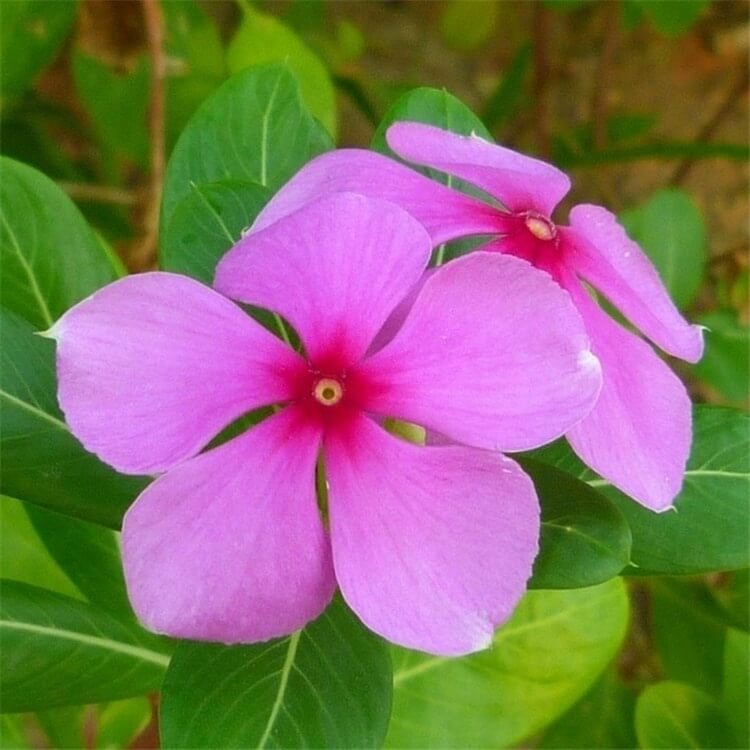 Catharanthus roseus seeds–  Periwinkle