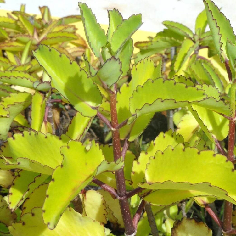 Cathedral Bells Plant Seeds