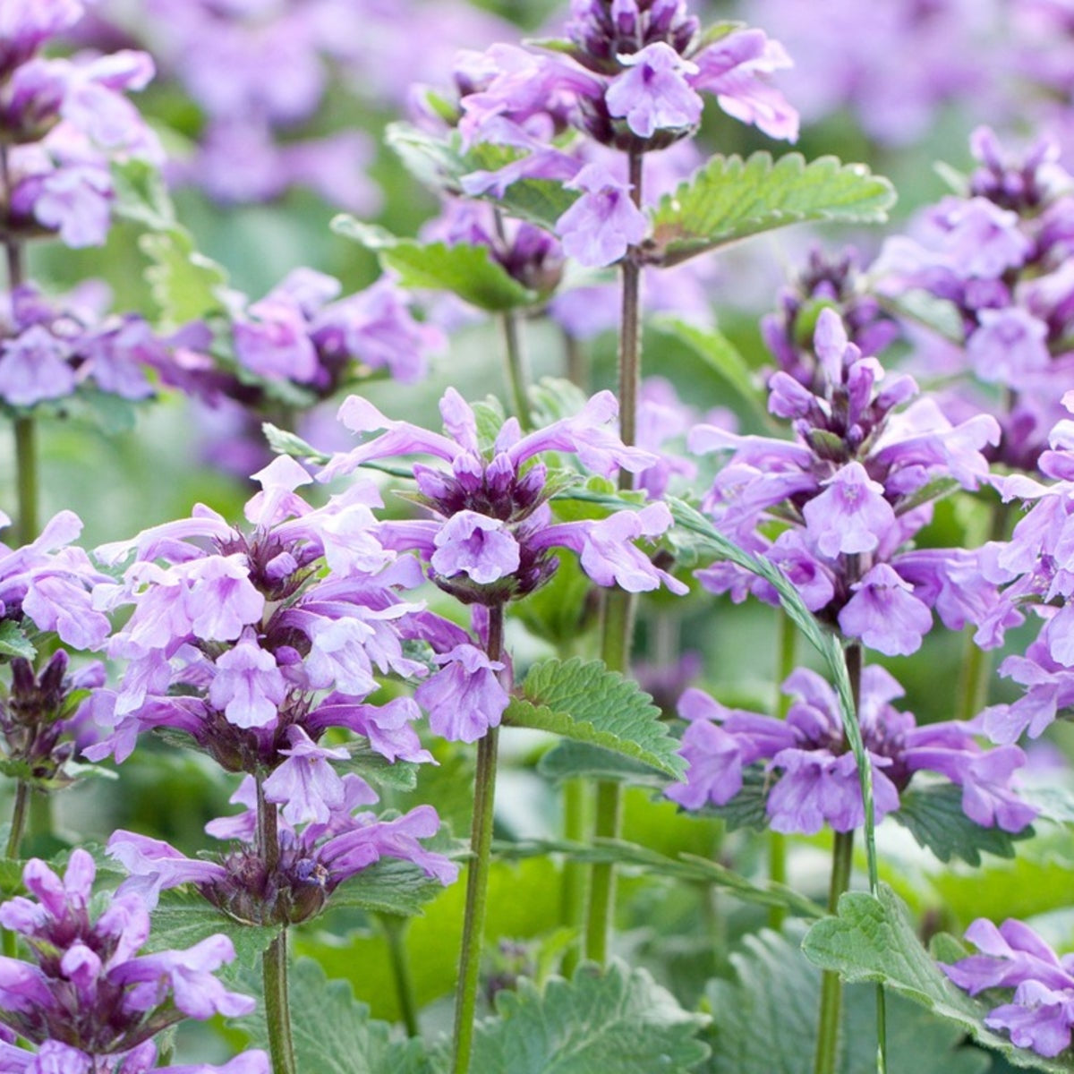 Catmint Seeds – Aromatic Perennial
