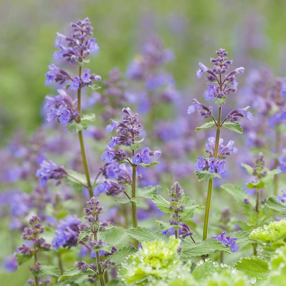Catmint Seeds – Aromatic Perennial
