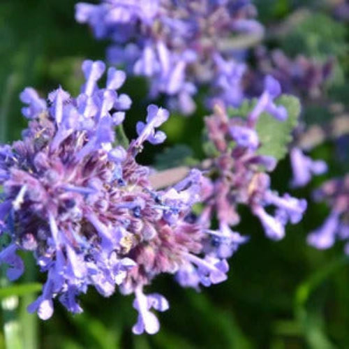 Catmint Seeds – Blue
