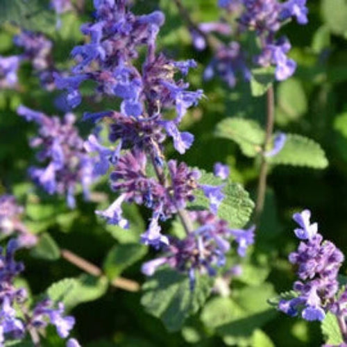Catmint Seeds – Blue
