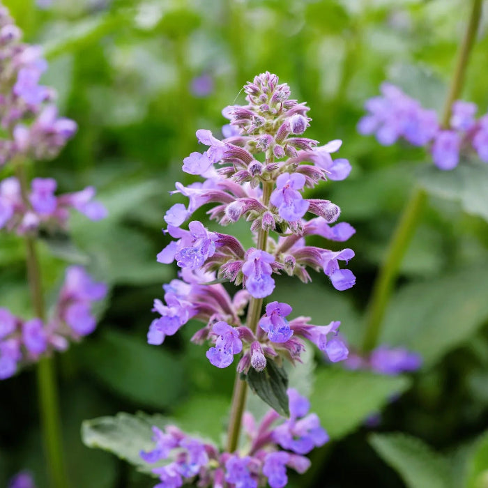 Catmint Seeds – Persian
