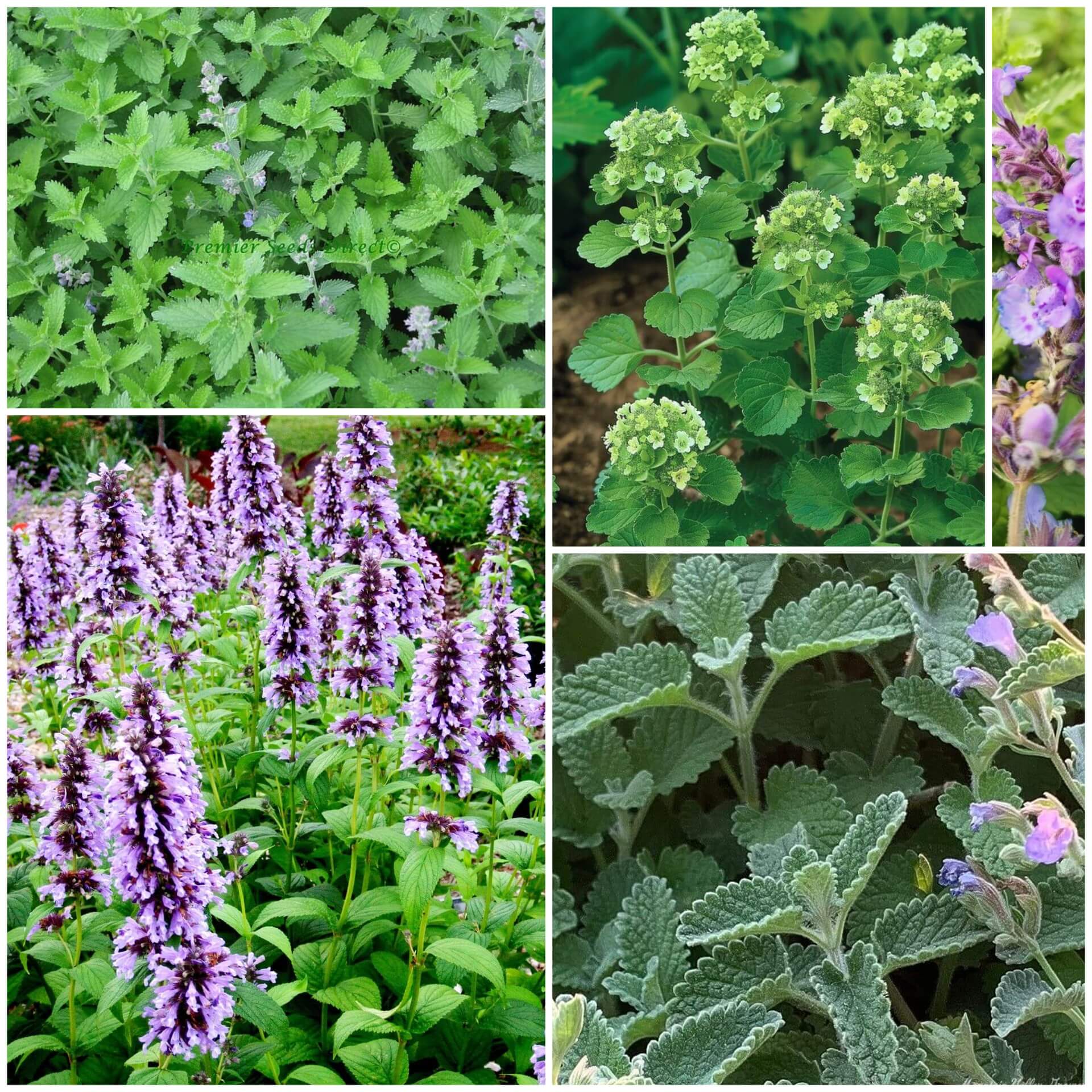 Catmint Seeds | Grow Fragrant Garden Plants at Home