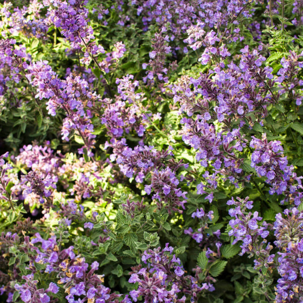 Catmint Seeds - All In One For Home Gardens