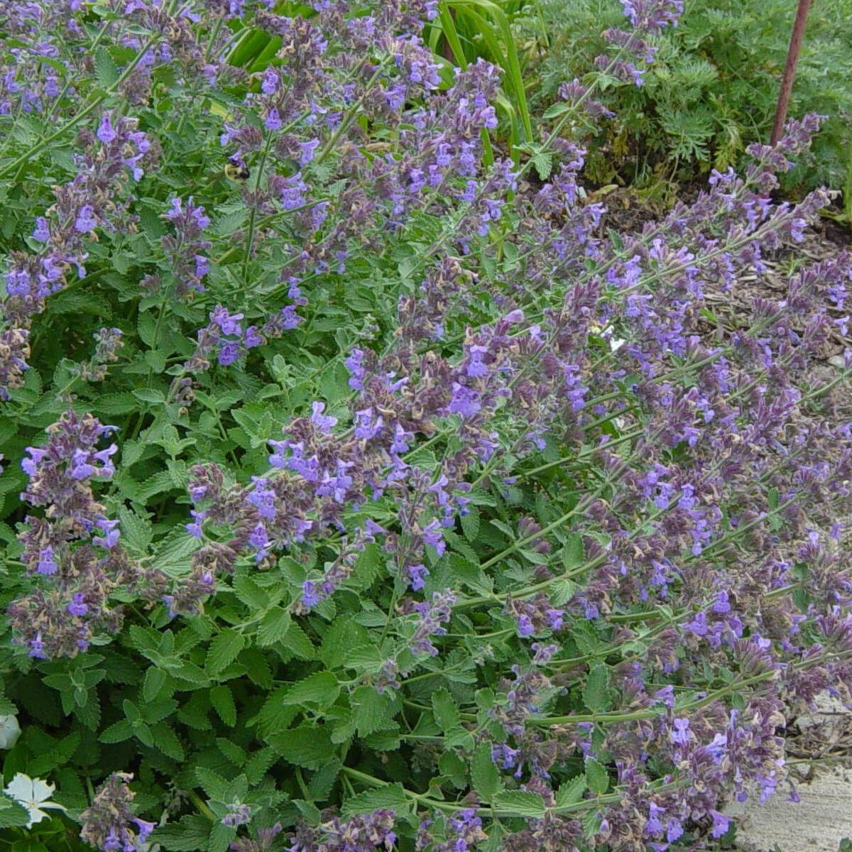 Catmint Seeds - All In One For Home Gardens